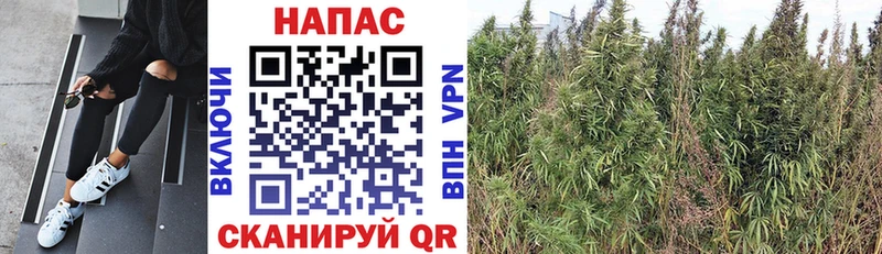 Шишки марихуана план  Купить закладки  Городец 